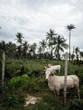 Cows on the side of the road in rural Thailand