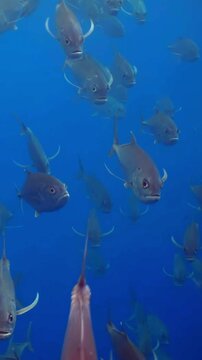 Gentle movements capture a school of Tuna swimming gracefully in the depths of the ocean. Their scales glisten in the sunlight as they glide near Guadalupe Island in slow motion.