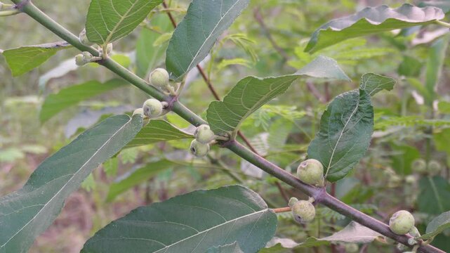 branch of a fig tree