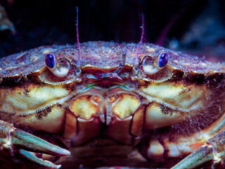 Edible crab Cancer pagurus from Oslo fjord
