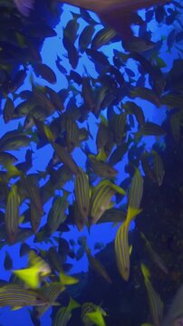 Observe a mesmerizing school of Bluelined Snapper moving gently through the ocean depths. Filmed in slow motion, the colorful creatures create a calming, peaceful aquatic moment.