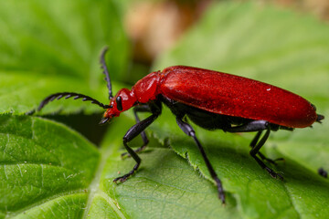 Bright red pyrochroa sp cardinal beetle observed on lush green leaf during sunny spring afternoon in a tranquil garden setting