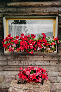 An Alpine window with red geraniums.