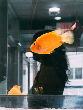 GoldFish Swimming in Aquarium With Person Reflection Nearby