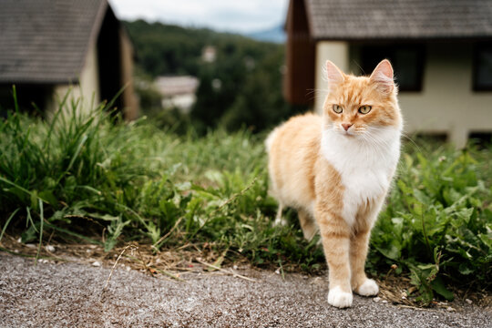 A rural cat on a village road