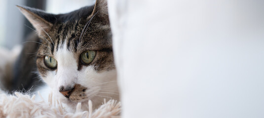 見つめる可愛い猫　キジトラ白	