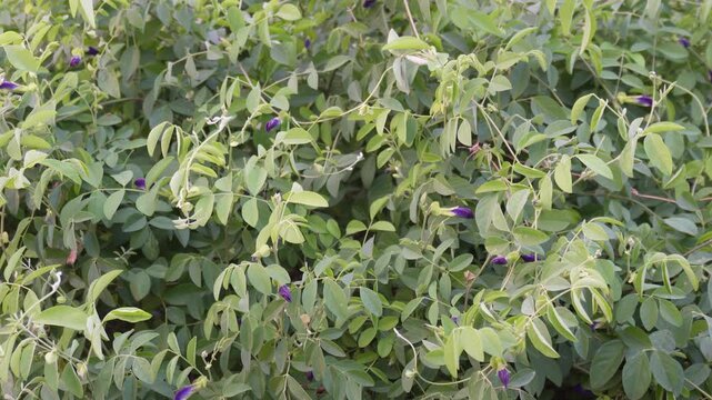 Butterfly pea plant also known as Aparajita, blue pea, or Asian pigeonwings.