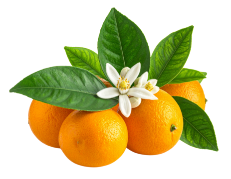 Fresh citrus fruits like orange, lime, and lemon are isolated on white, showing their ripe, juicy slices and leaves for a healthy, vitamin-rich food option
