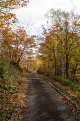 乗鞍高原の美しい紅葉