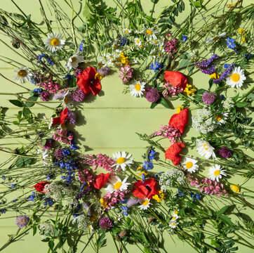 A composition inspired by a Polish meadow
