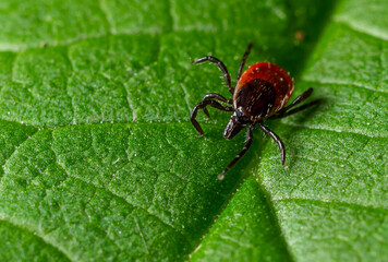 Close-up view of a tick on a green leaf in a natural setting during daylight hours showing distinct coloration and features