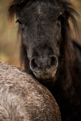 Fototapeta premium Artistic close-up of a dark horse pony head and mane backlit by intense sunlight, with soft lens flare and a dreamy, overexposed sky creating a peaceful and ethereal atmosphere