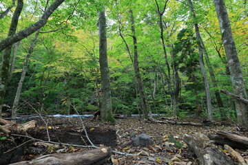 Obraz premium Forest landscape.