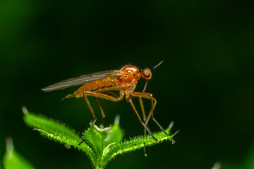 Predatory Empis spp. dance fly perched on a green leaf in a vibrant natural habitat during daylight hours