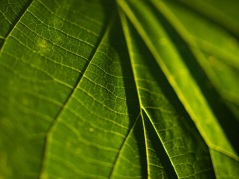Closeup of green leaf veins