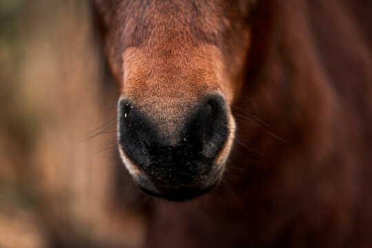 Artistic close-up of a dark horse pony head and mane backlit by intense sunlight, with soft lens flare and a dreamy, overexposed sky creating a peaceful and ethereal atmosphere