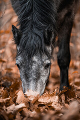 Artistic close-up of a dark horse pony head and mane backlit by intense sunlight, with soft lens flare and a dreamy, overexposed sky creating a peaceful and ethereal atmosphere