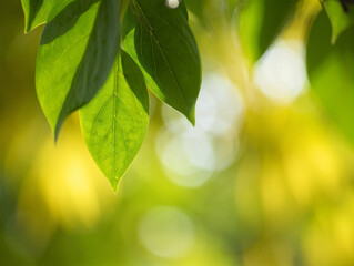 Fresh Green Leaves with Sunlit Bokeh Background Perfect for Spring and Summer Projects