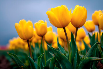 Cultivated 'Strong Gold' tulips