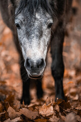 Artistic close-up of a dark horse pony head and mane backlit by intense sunlight, with soft lens...
