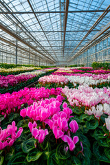 Cultivated 'Strong Gold' tulips