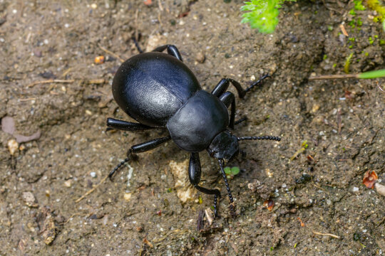 Black beetle crawling on soil in a natural setting during daytime