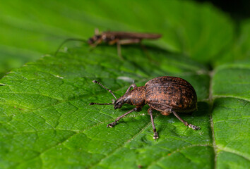 Close-up view of a brown beetle crawling on a green leaf in a garden during daylight hours with another insect in the background