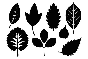 Fototapeta premium collection of various leaf Black silhouette vector Bundle