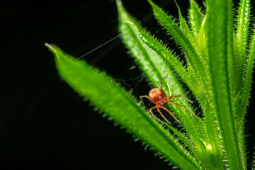 Small yellow mesh-web spider Nigma flavescens sits on lush green leaves with web strands glistening under natural light during the early morning