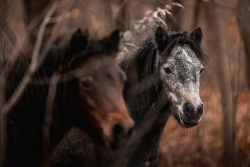 Artistic close-up of a dark horse pony head and mane backlit by intense sunlight, with soft lens...