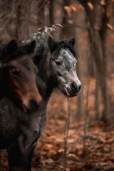 Artistic close-up of a dark horse pony head and mane backlit by intense sunlight, with soft lens flare and a dreamy, overexposed sky creating a peaceful and ethereal atmosphere