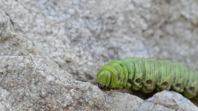 Extreme closeup of Convolvulus Hawk-moth, the caterpillar (Agrius convolvuli)	