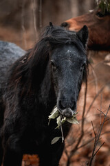 Fototapeta premium Artistic close-up of a dark horse pony head and mane backlit by intense sunlight, with soft lens flare and a dreamy, overexposed sky creating a peaceful and ethereal atmosphere