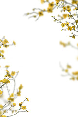 Floral Branches PNG Transparent