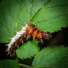 Comma Butterfly caterpillar rests on green leaf in a natural setting showcasing its vibrant colors and unique texture against the foliage