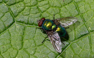 Common green bottle fly Lucilia sericata resting on a leaf in bright sunlight showcasing vibrant coloration and details of wings