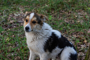 Playful dog relaxes in a grassy clearing surrounded by fallen leaves on a calm afternoon in the park