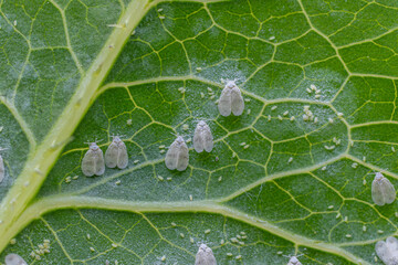 Whiteflies on a green leaf presenting a close view of Aleyrodidae sp. pest in its natural habitat during daylight © Oleh Marchak