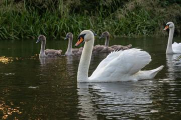 Large white mute swan gracefully swims alongside its cygnets in calm waters during sunset