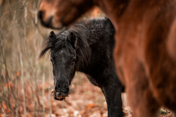 Fototapeta premium Artistic close-up of a dark horse pony head and mane backlit by intense sunlight, with soft lens flare and a dreamy, overexposed sky creating a peaceful and ethereal atmosphere