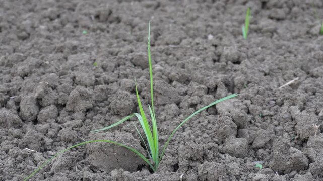Nut grass growing in the soil