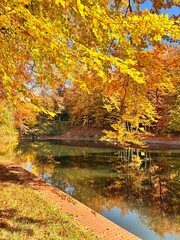 autumn in the forest