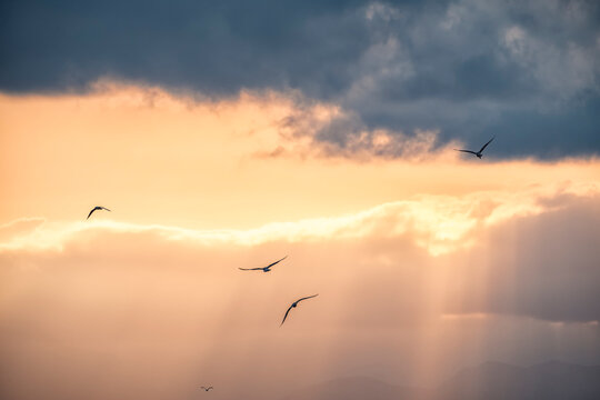 Birds Among Clouds at Sunset