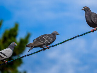 電線にとまるドバト
