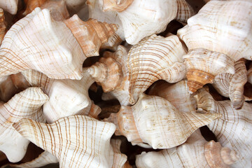 Close up top view of sea shells in a gift shop in Galveston, Texas