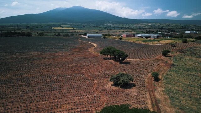 Aerial Drone Footage of Agave Fields in Tequila, Mexico &mdash; Blue Agave Rows, Scenic Farmland Patterns, and Iconic Landscape of Jalisco&rsquo;s Tequila-Producing Region