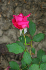Beautiful red rose flower closeup in garden, A very beautiful red rose flower bloomed on the rose tree, Rose flower closeup, bloom flowers, Natural spring flower, Natural floral background,