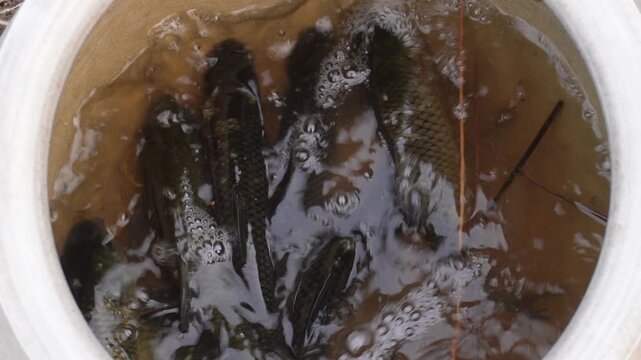 Live rohu fish in a bucket