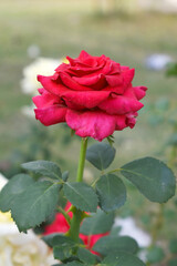 Beautiful red rose flower closeup in garden, A very beautiful red rose flower bloomed on the rose tree, Rose flower closeup, bloom flowers, Natural spring flower, Natural floral background,