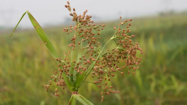 pendulous bulrush grass plants and flowers